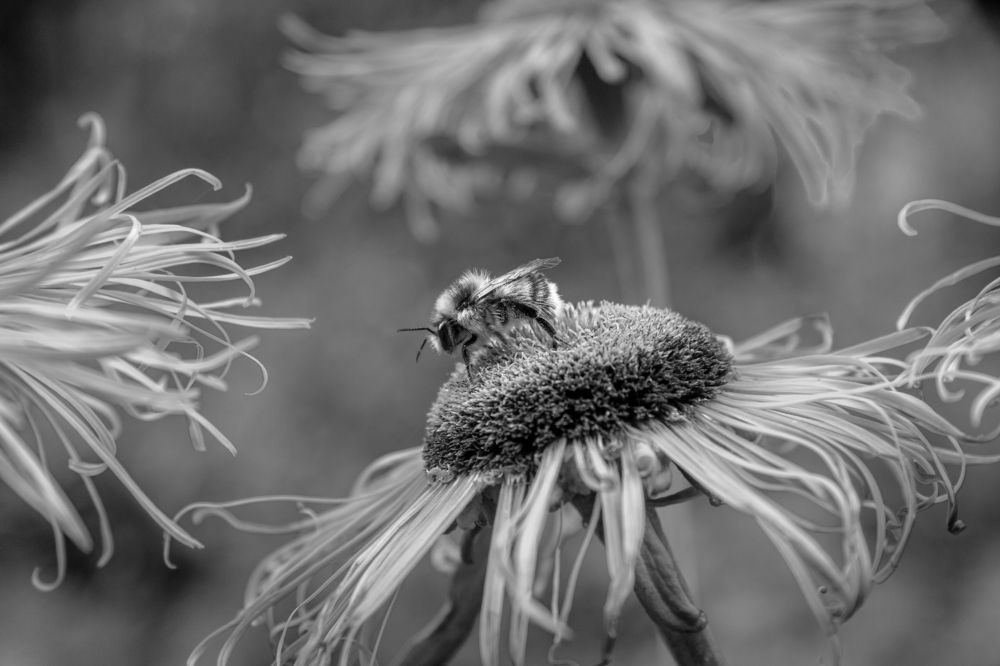 Photograph by Анатолий Шулежко