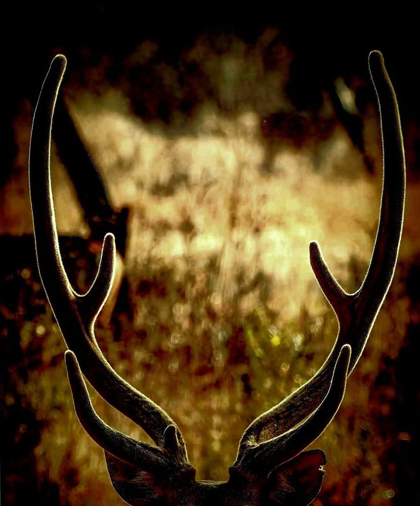 Photograph by Dhruv Shilpi