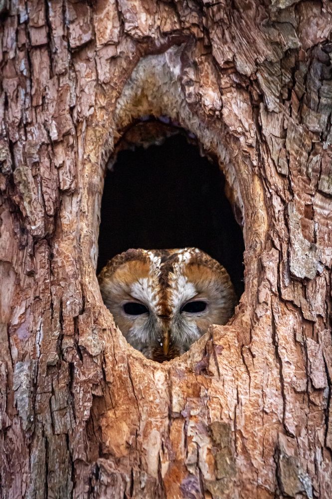 Я вас не звал!!!!