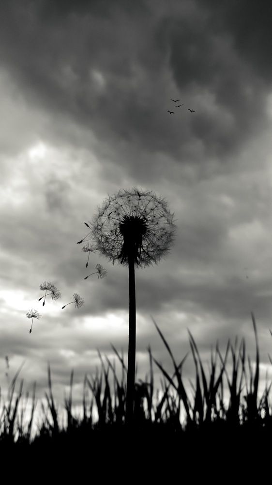 Photograph by Ali Rashtbari