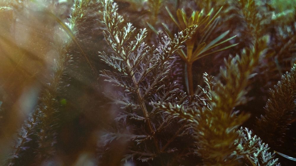 Photograph by Ali Rashtbari