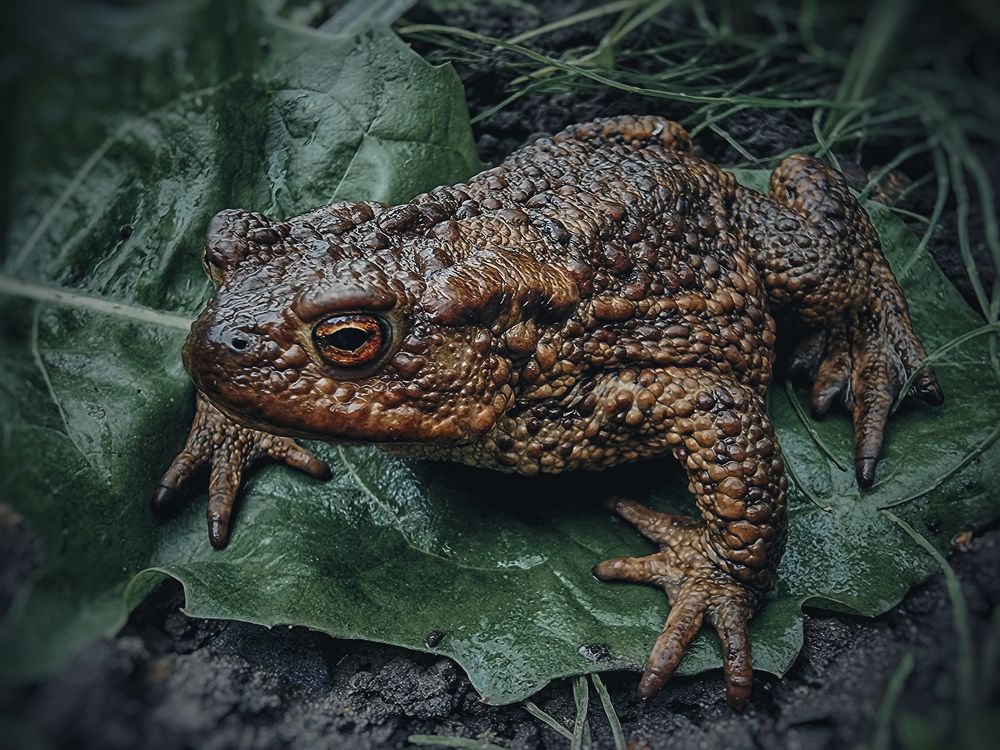 Photograph by Dina Chaica