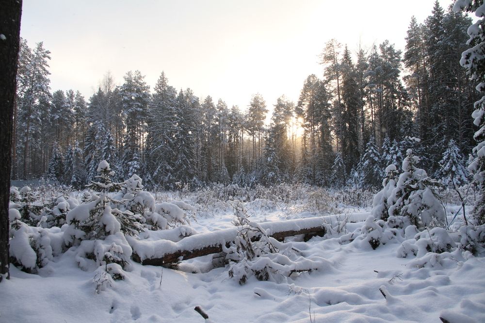 В зимнем лесу