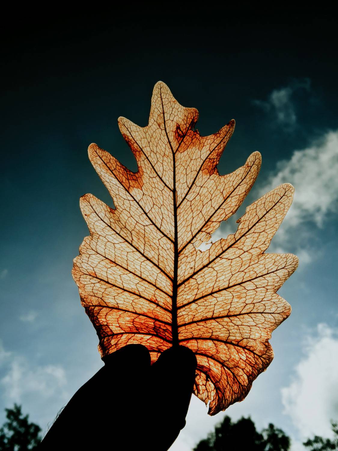Dry leaf