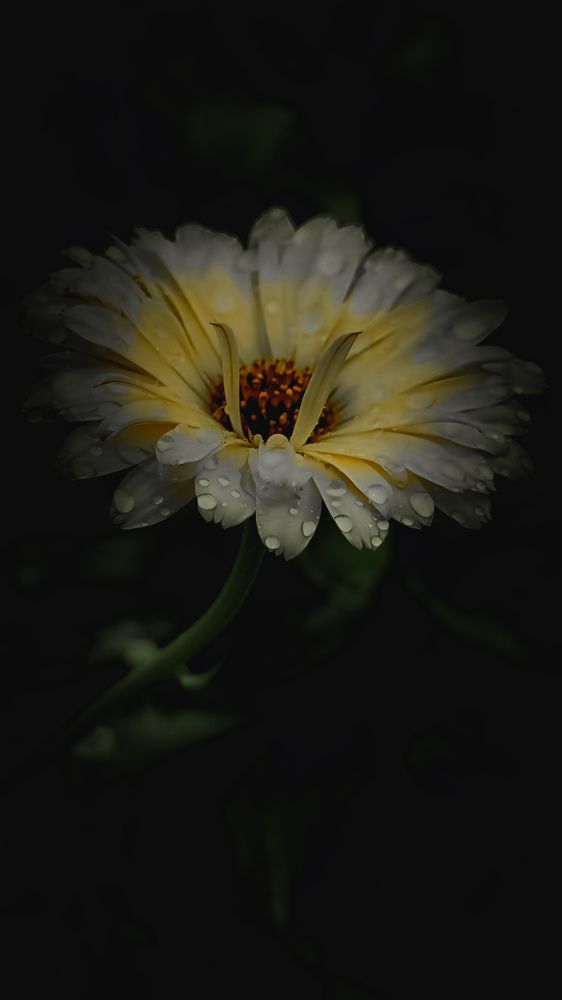 Photograph by Dina Chaica