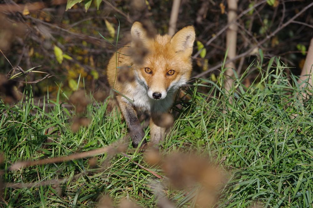 Любопытный лисенок