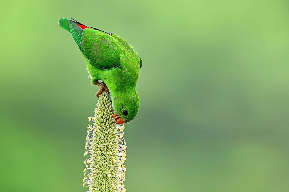 VERTICAL HANGING PARROT
