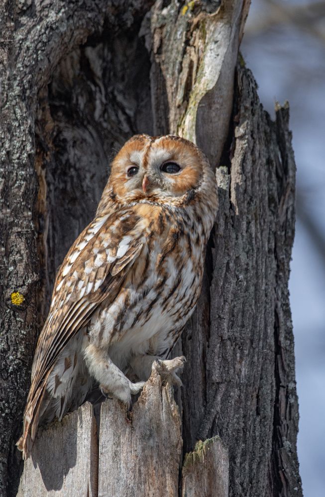 Фотография автора Татьяна Ливеровская