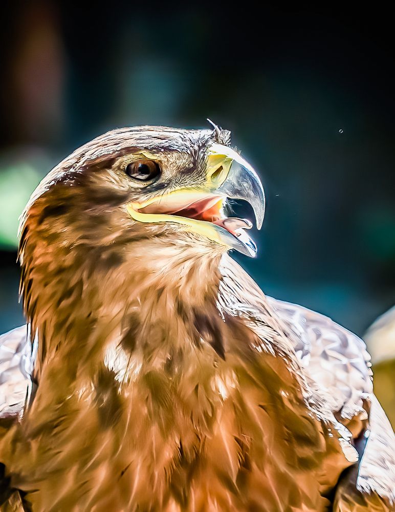 Photograph by Igor N. Adamov