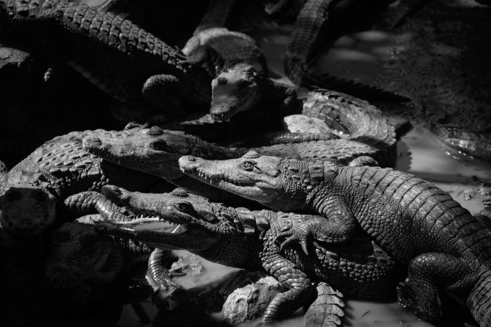 Wildlife in Black and White