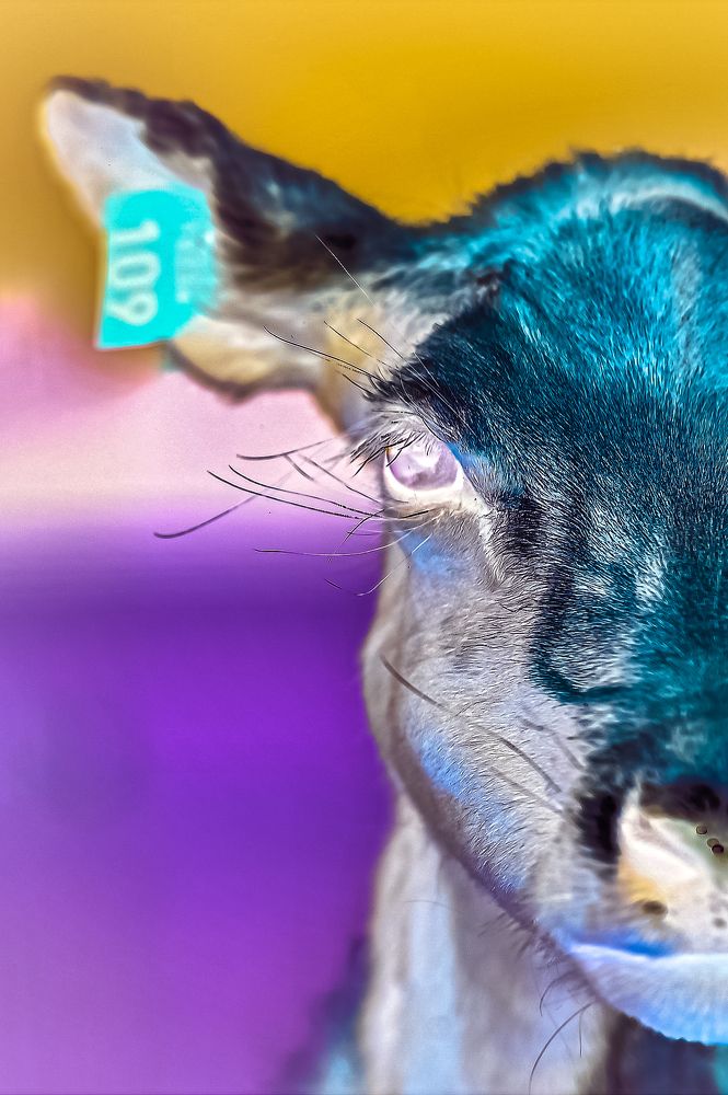 Фотография автора Anna Labelle