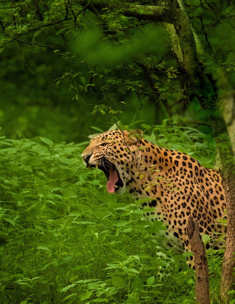 Photograph by ASHWINI BHONGE