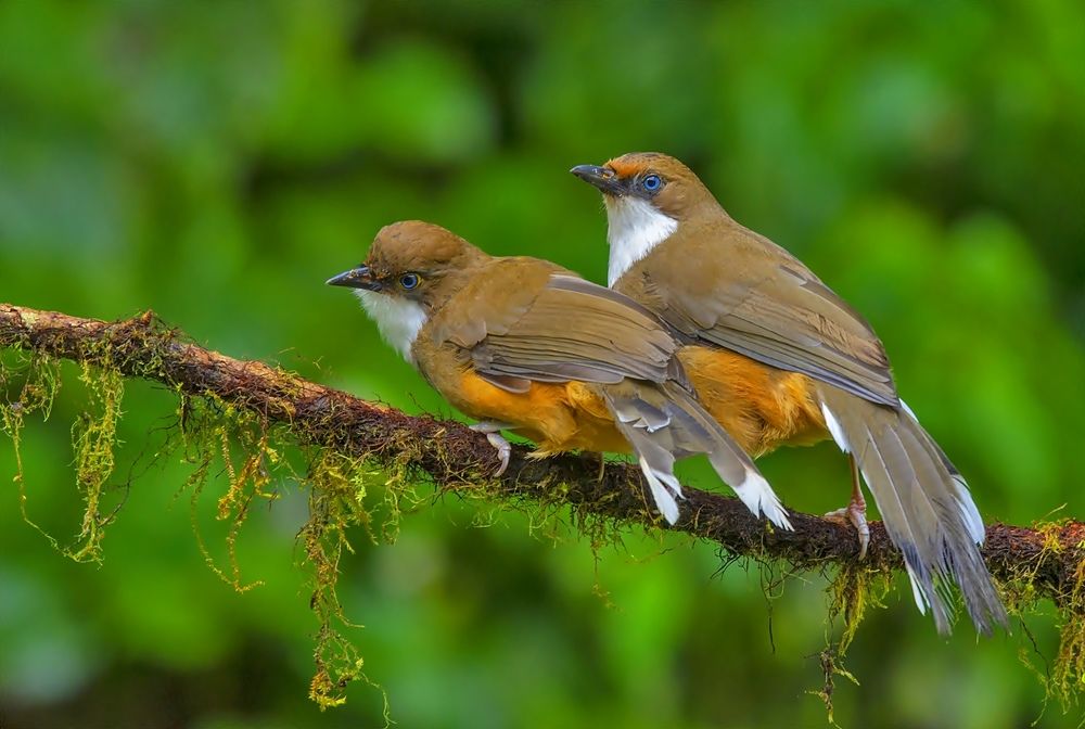 WHITE-THROATED LAUGHING THRUSH