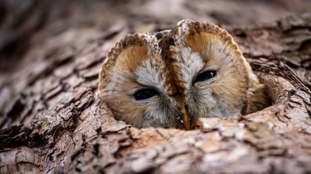 Наблюдатель