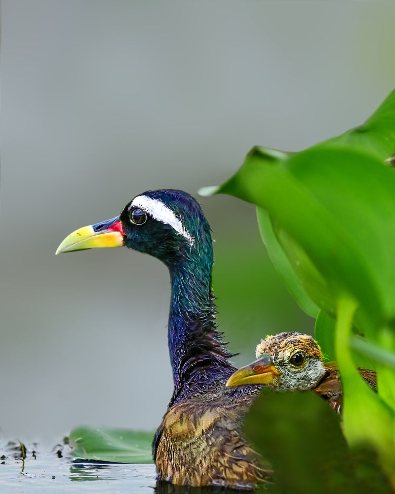 Bronze-winged jacana