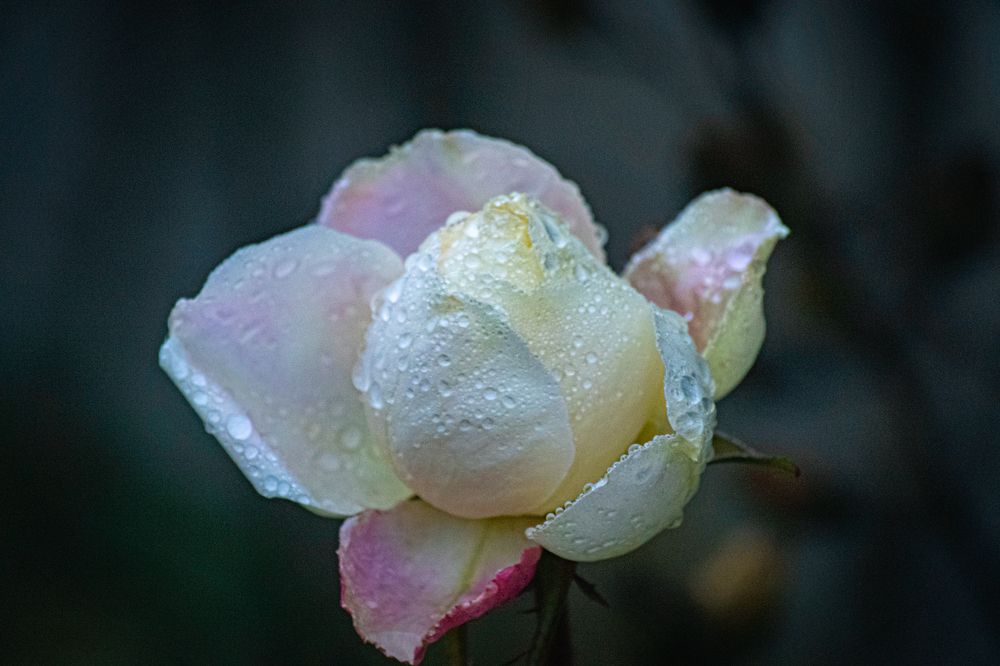 Photograph by Yuri Bohatyrov