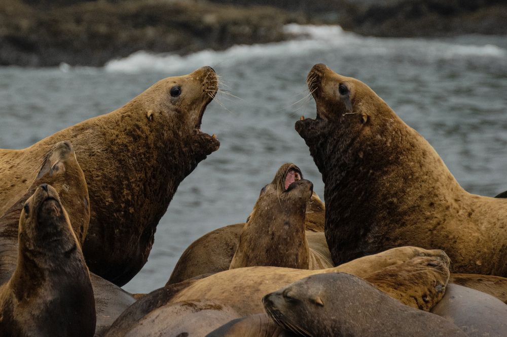 Спор сивучей