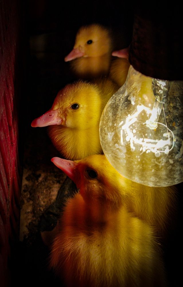 Photograph by Abimael Véliz salvatierra