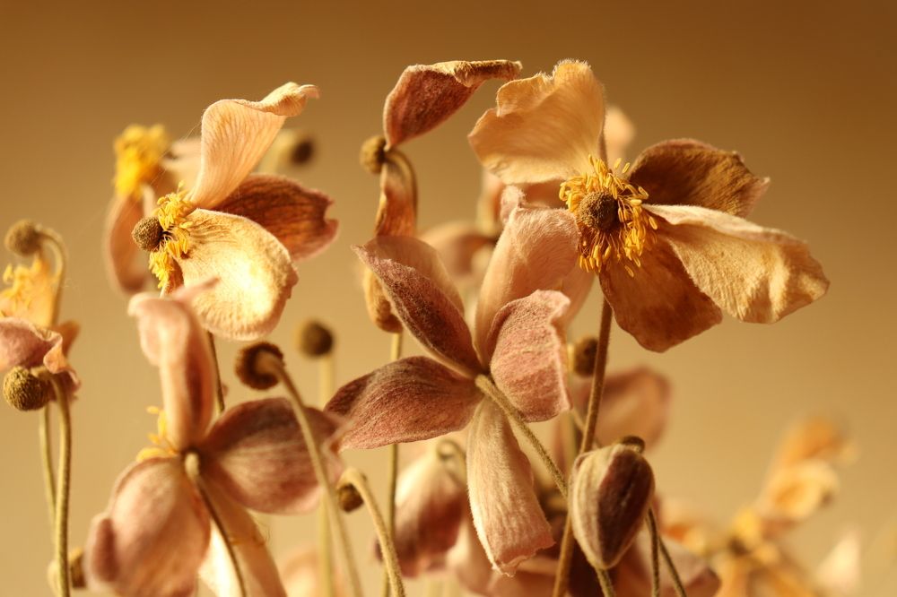 Photograph by Lina Tomkevičienė