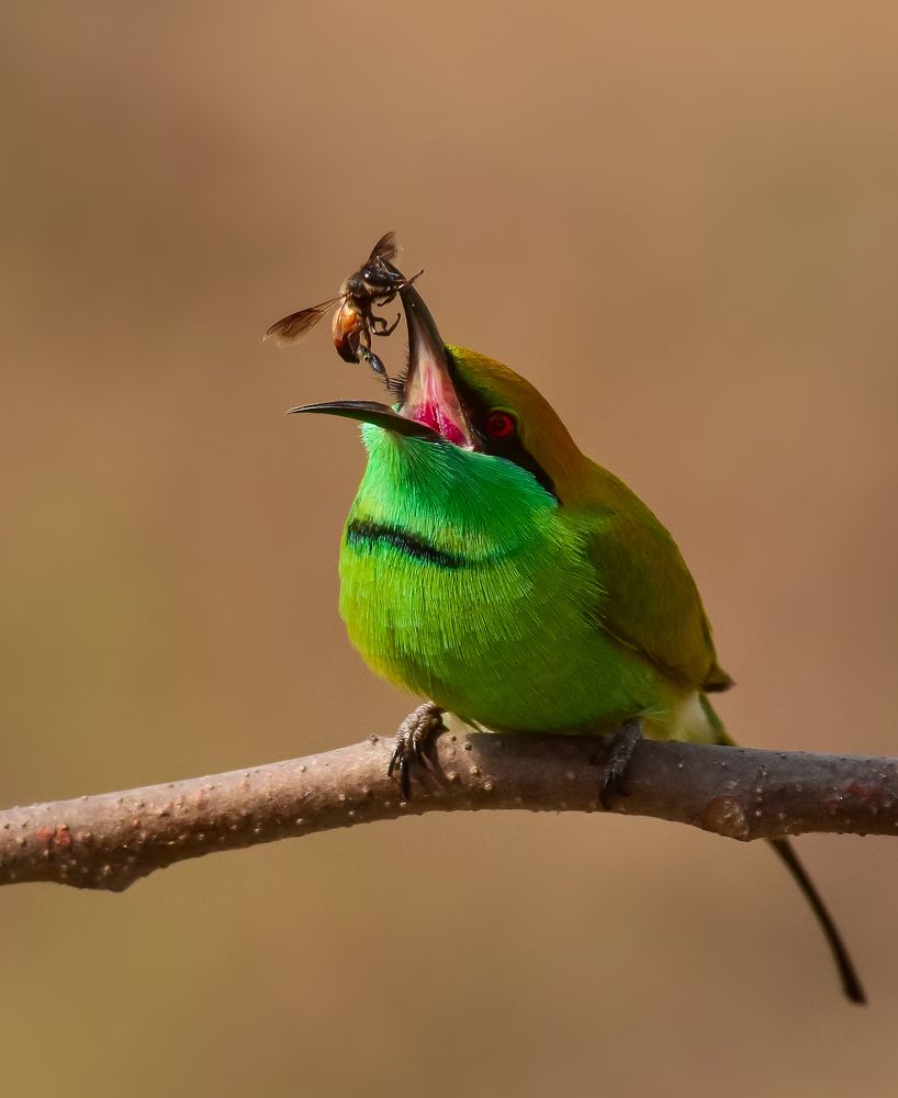 Asian Green bee-eater.