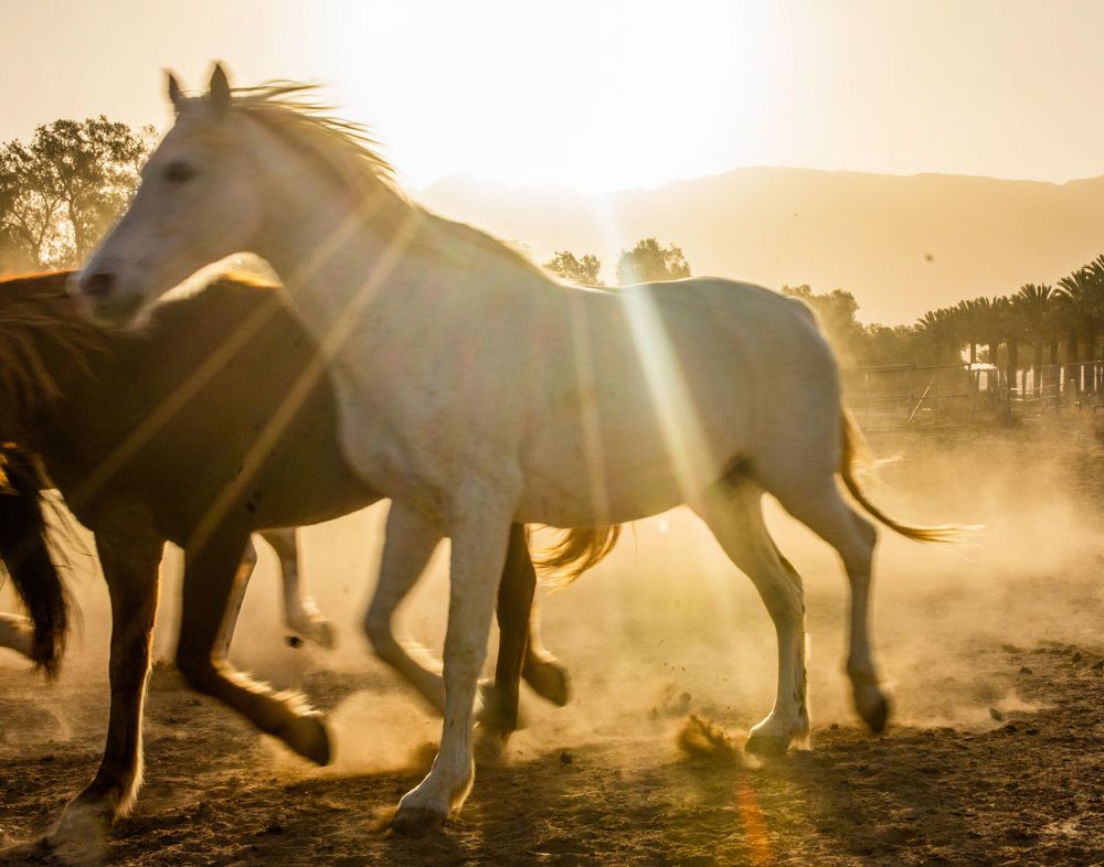 Horses in the sunrise