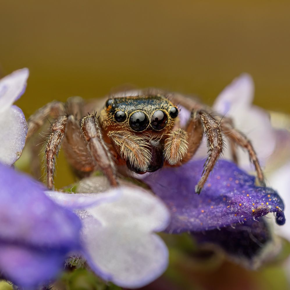 Adanson's house jumper