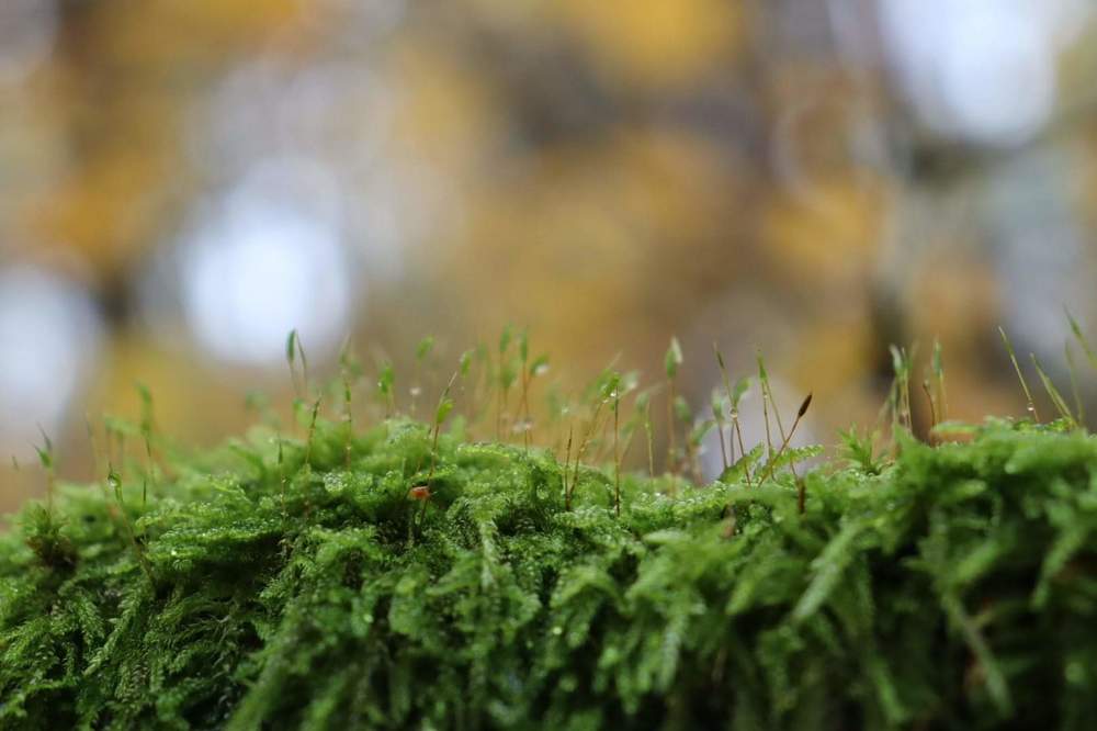 Photograph by Lina Tomkevičienė