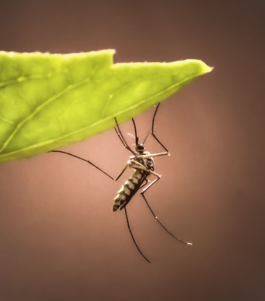 Photograph by Praveen kumar Sampath