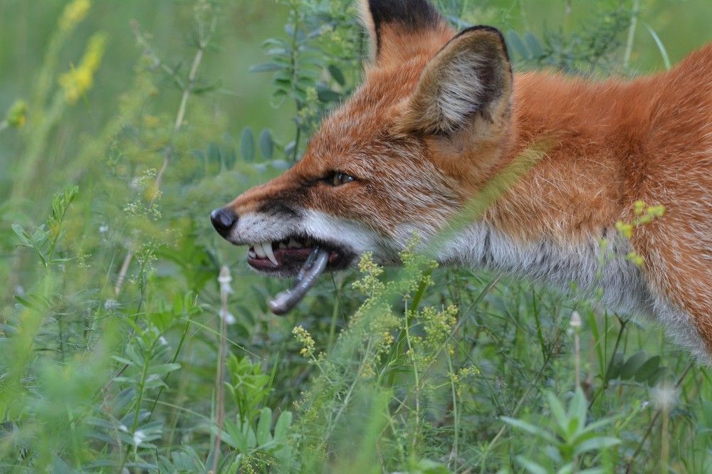 Photograph by Анатолий Каминский