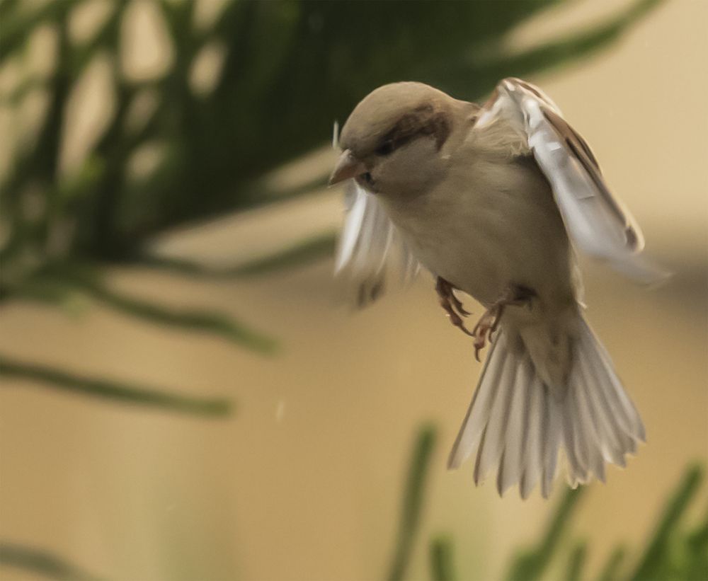 Фотография автора Fawad Hashmi