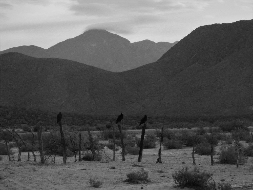 The desert of northwestern Mexico