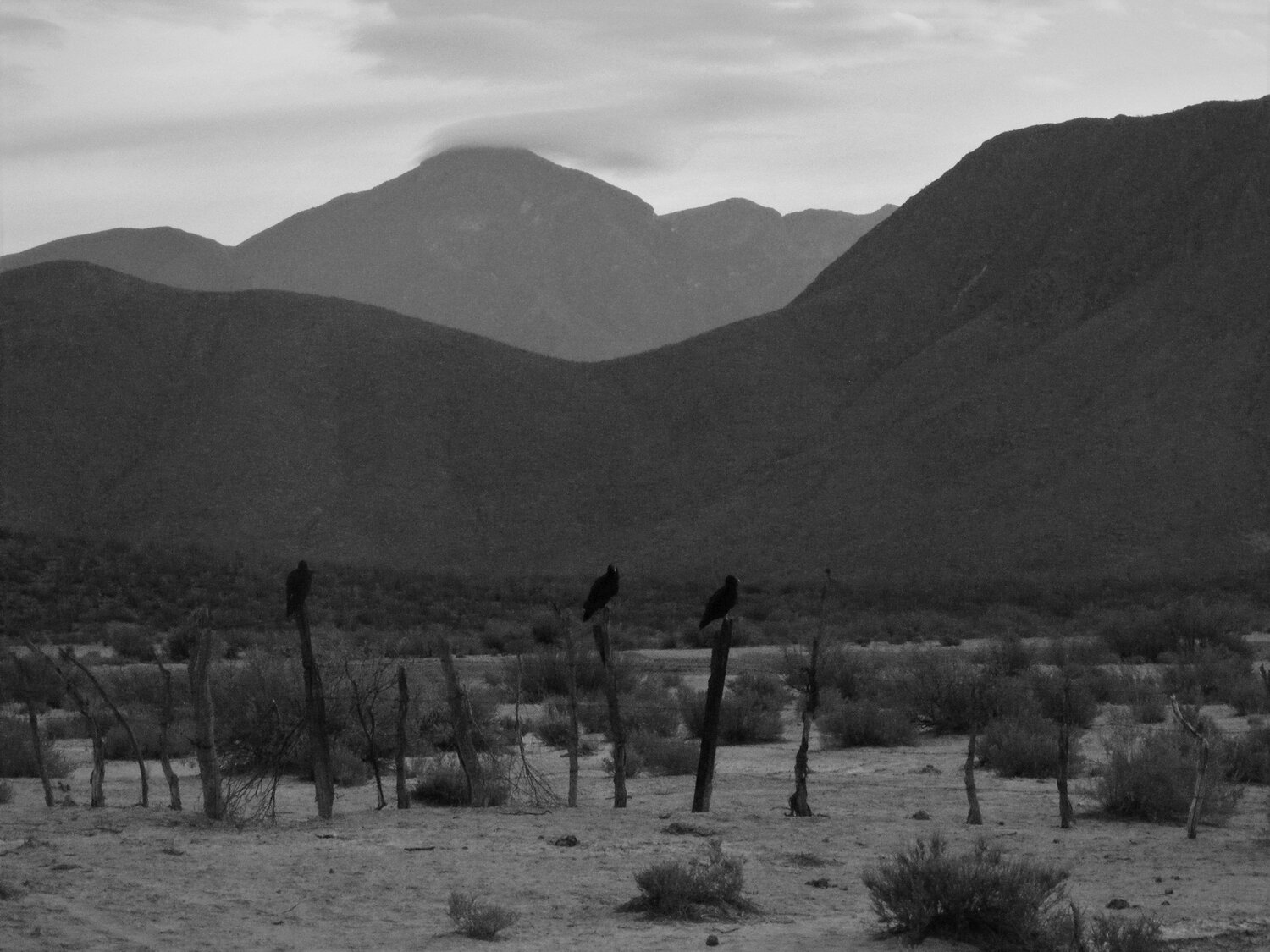 The desert of northwestern Mexico