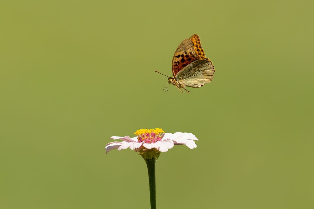 Photograph by Soheil Shahbazi