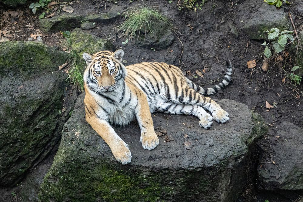 Фотография автора Денис Котренко