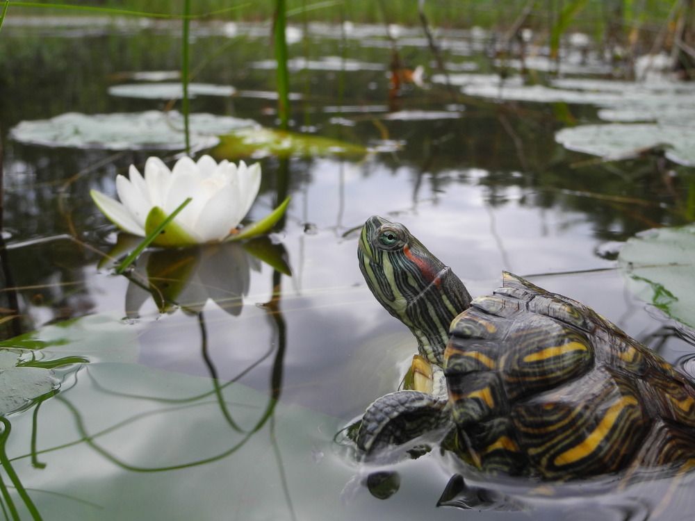 Photograph by Андрей Головин