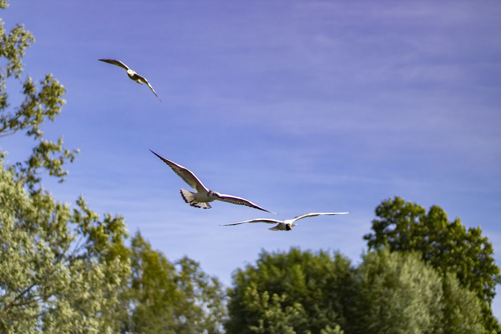 Фотография автора Татьяна Степанова