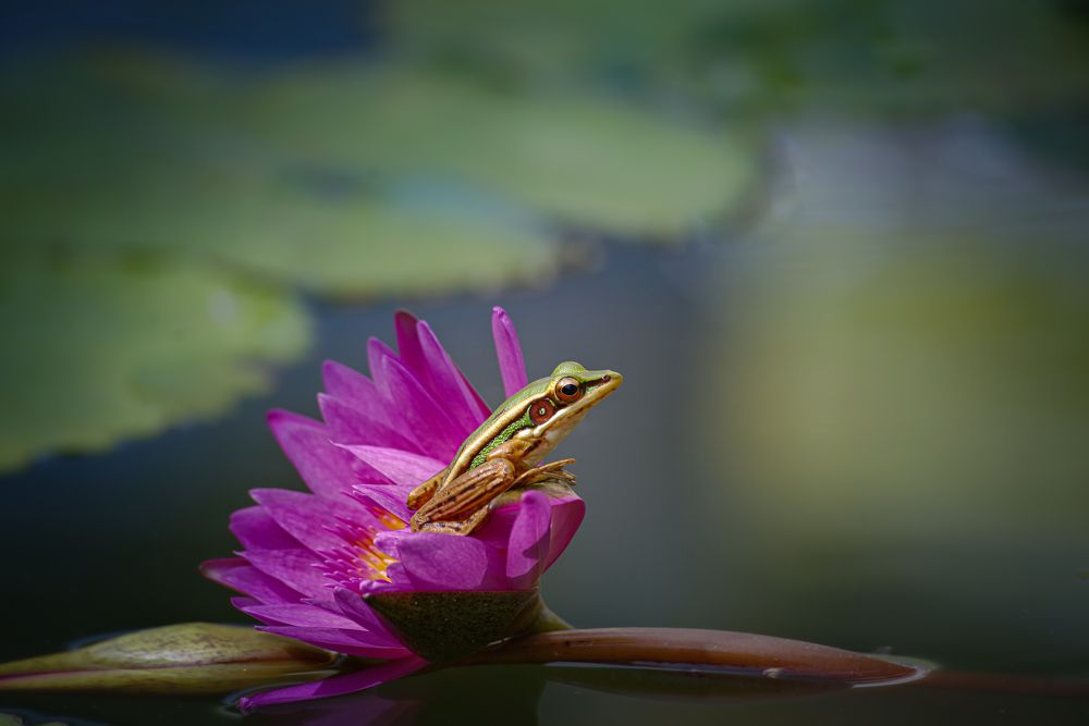 Photograph by Николай Фонарёв