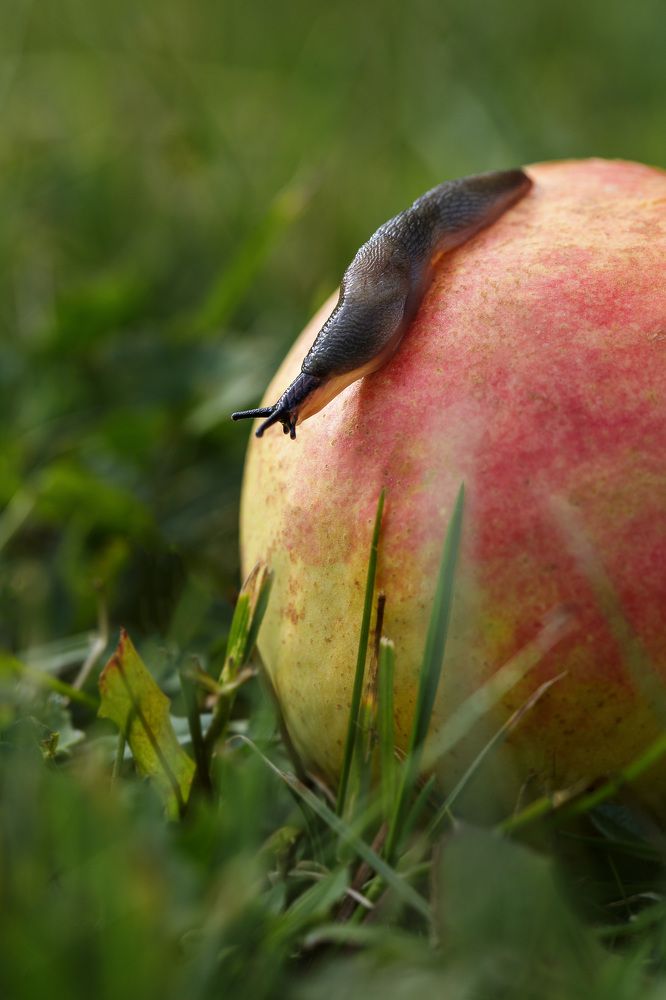 Photograph by Зеленько Дмитрий