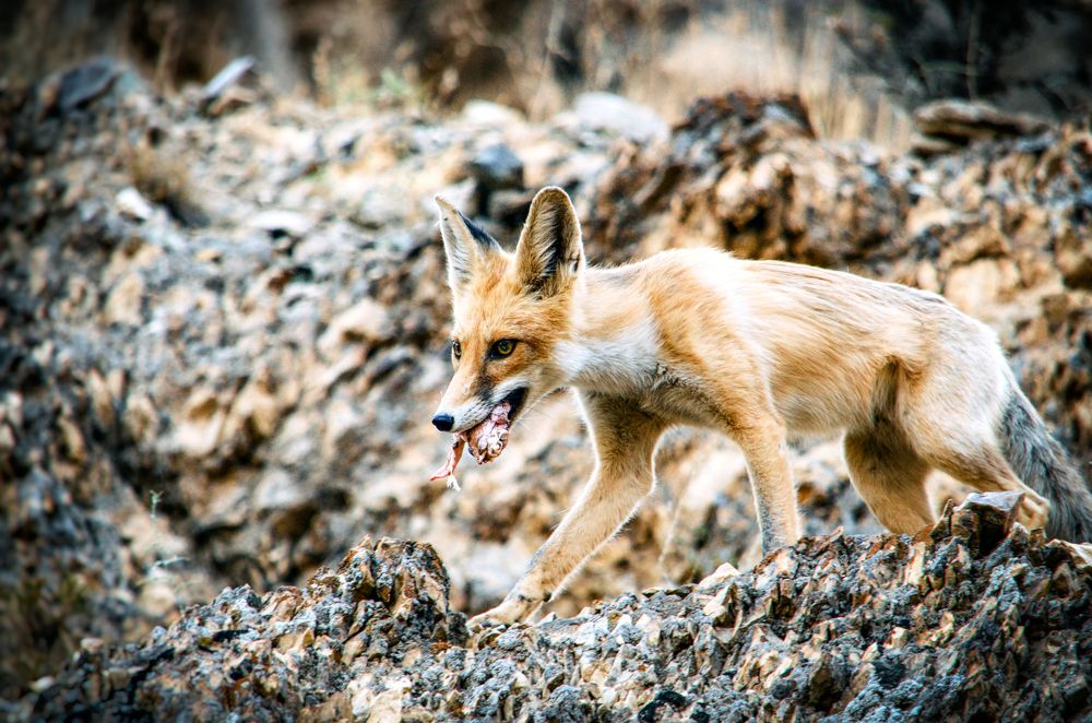 Photograph by DAMOUN POURNEMATI