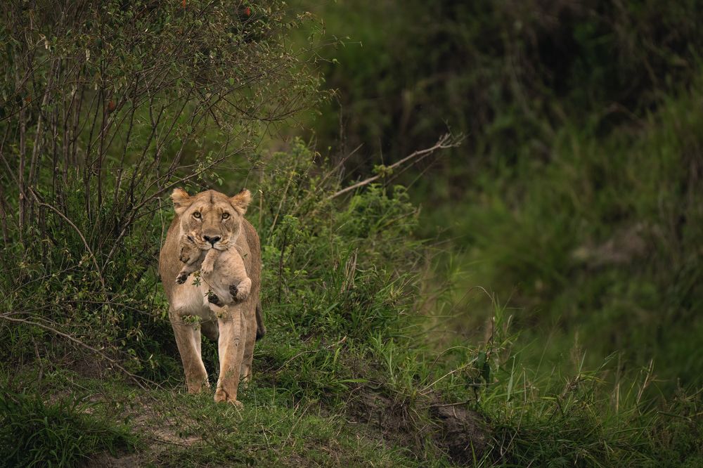 The queen of the forest