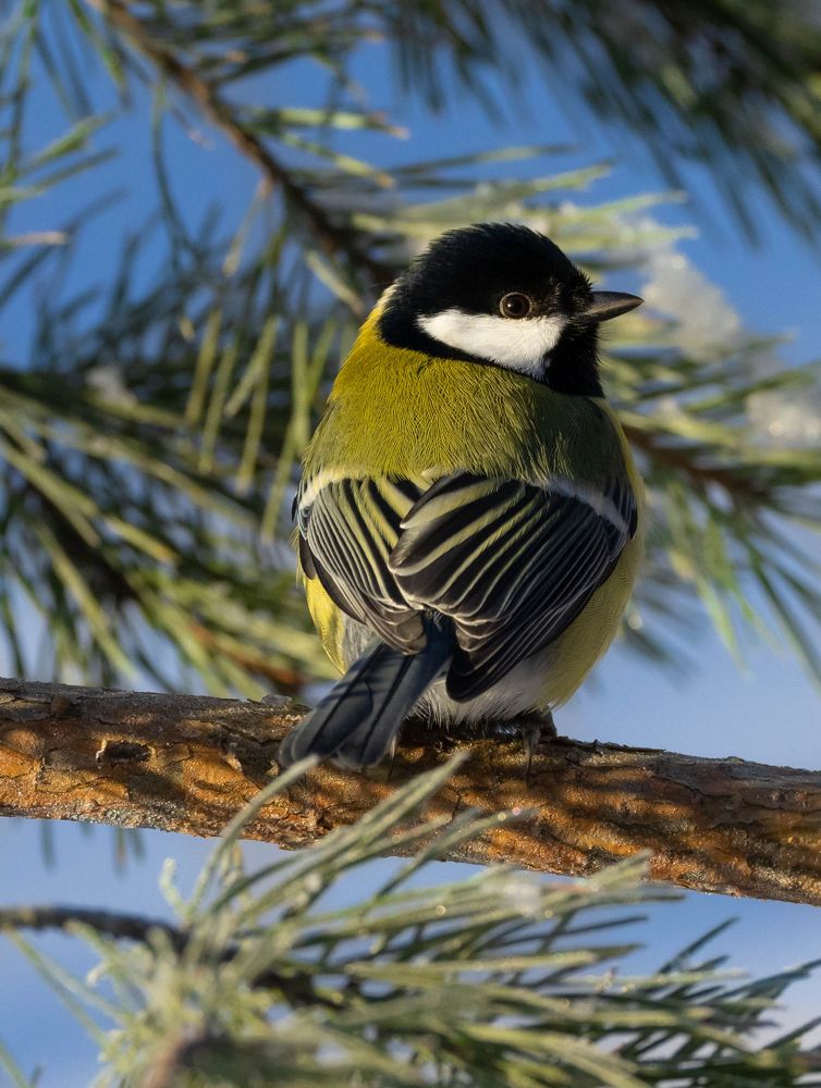 Photograph by Алексей Солоухин