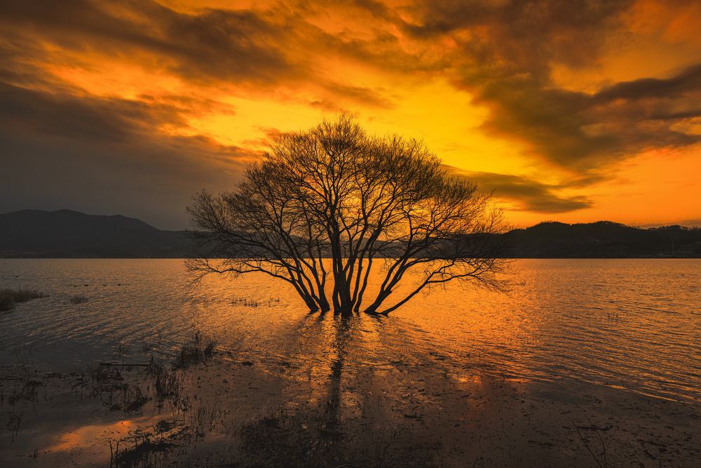sunset of the golden tree