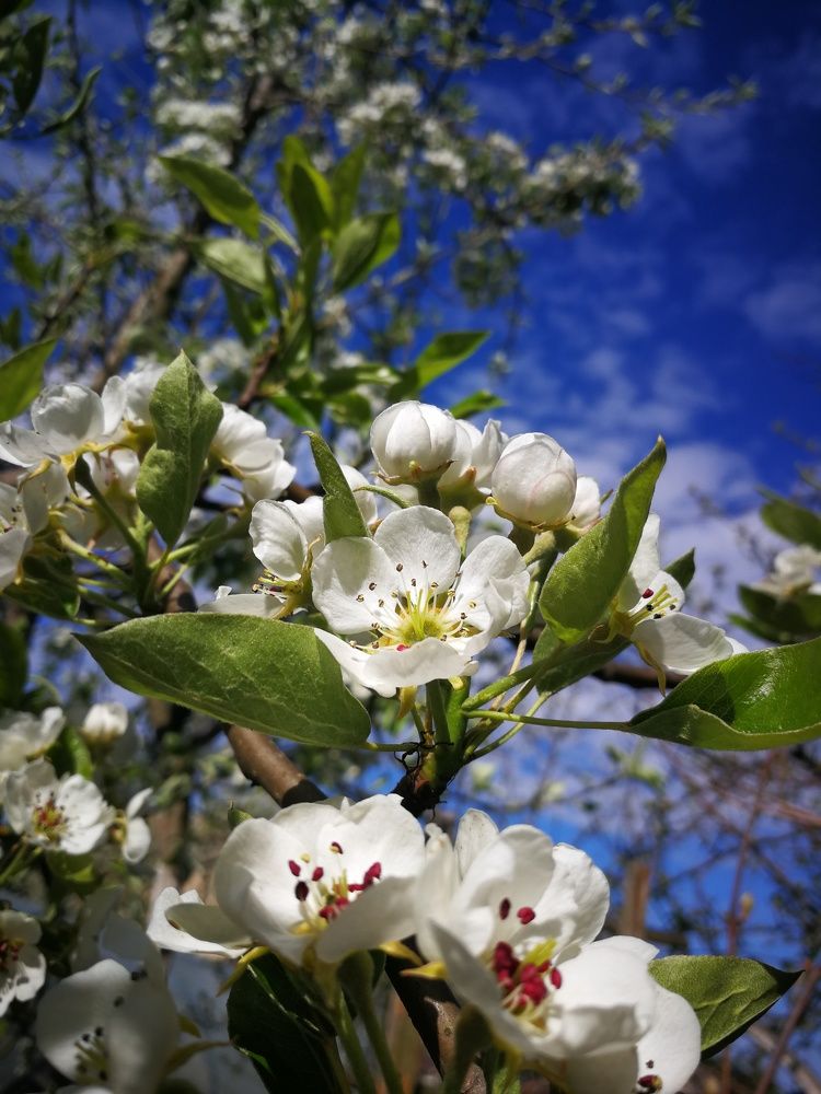 Photograph by Виктория Спицкая