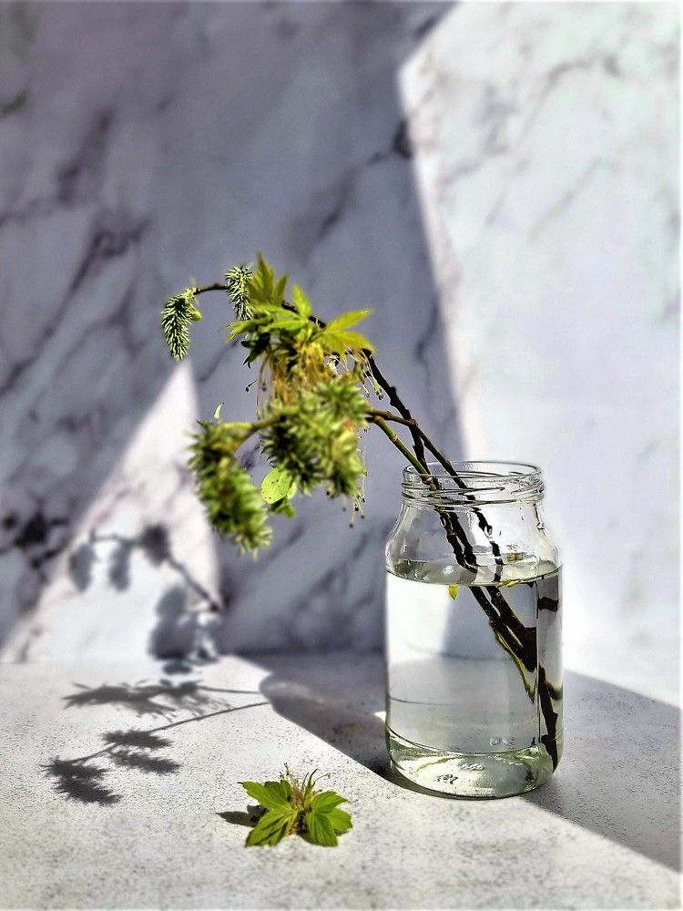 Фотография автора Светлана Алексеева