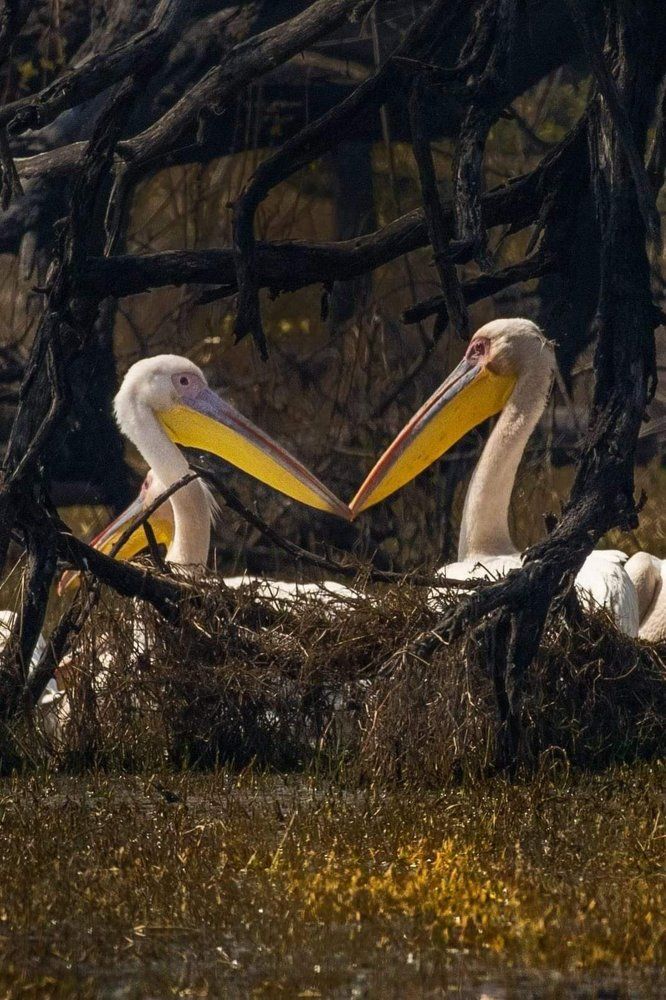 Photograph by Sathyan KM