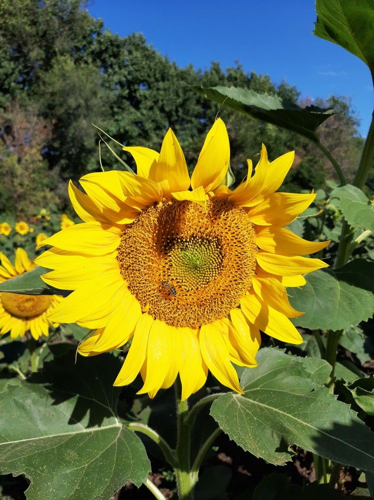 Подсолнухи