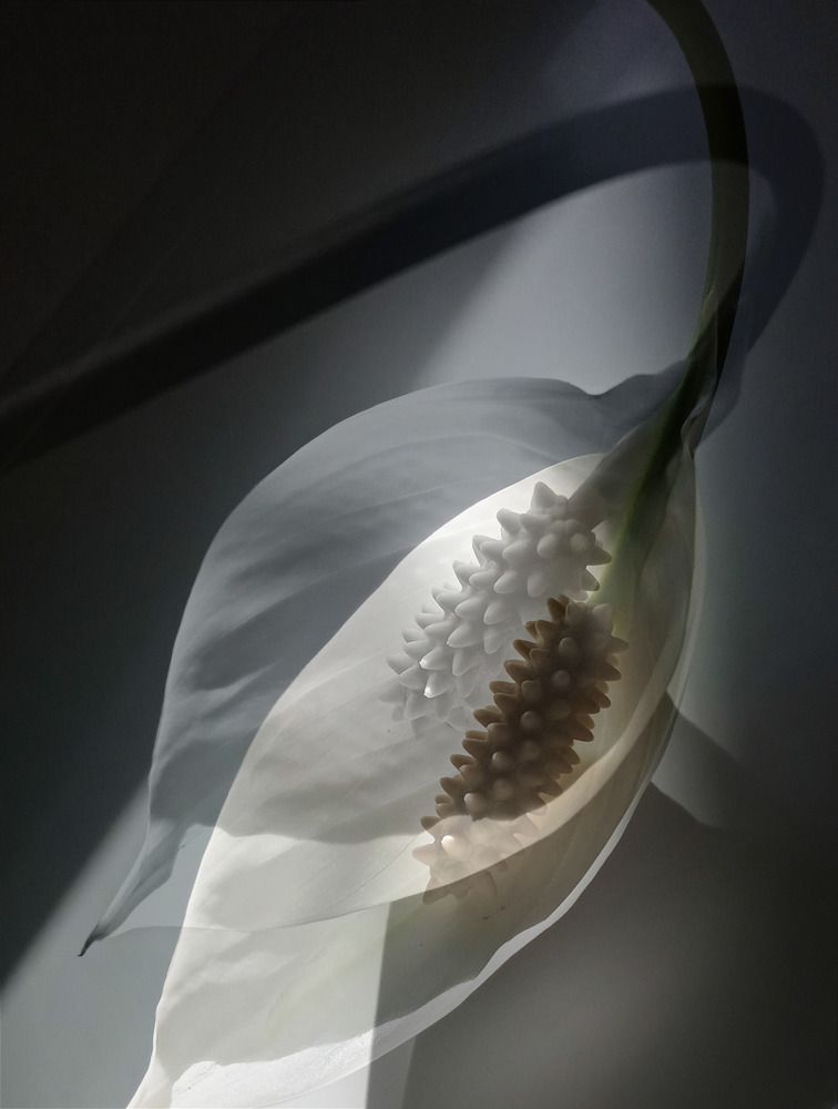 Белый цветок