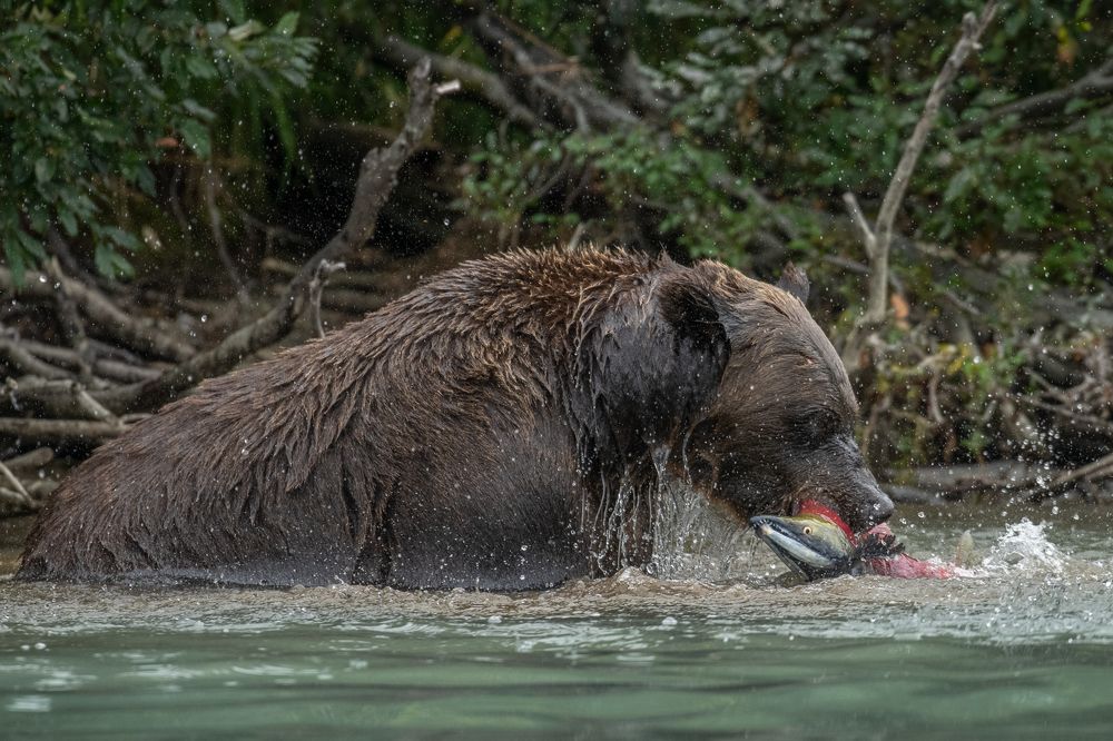 Фотография автора Sunny Saha Pramanick