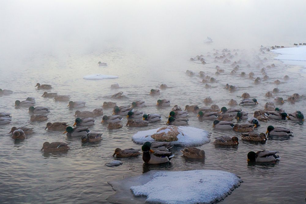 Photograph by Александр Пургин