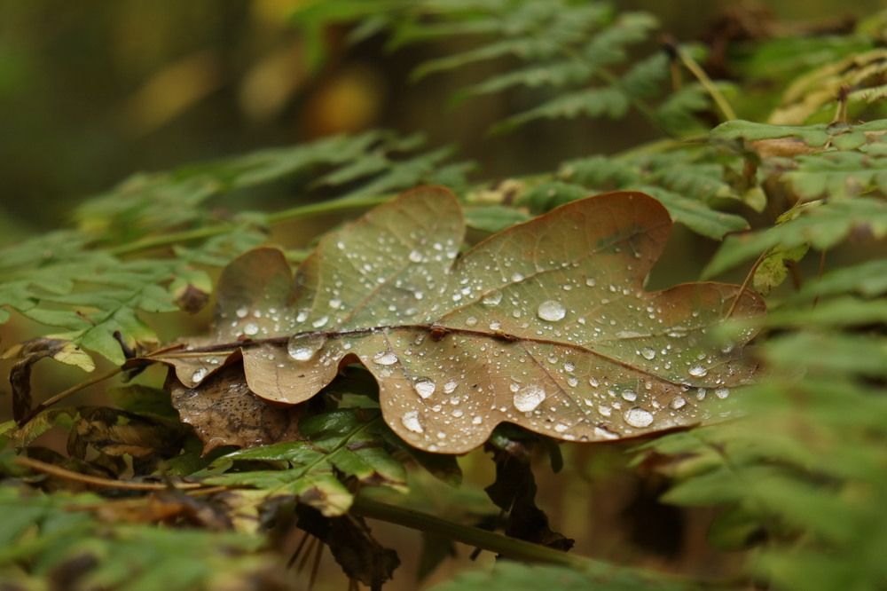 Photograph by Lina Tomkevičienė